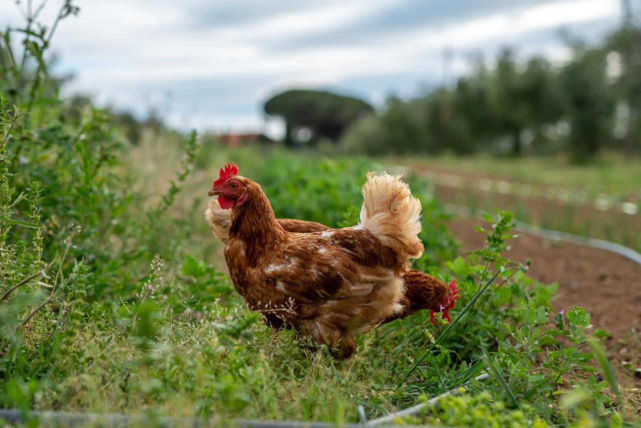 Agriturismo La Banchella Scarlino Kültér fotó